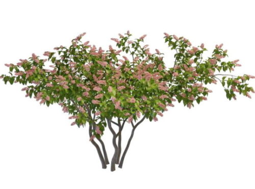 Nature Pink Blooming Lilac Tree