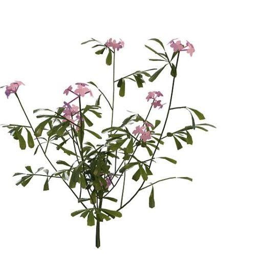 Nature Green Pink Flowering Herb