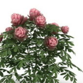 Pink Flower Peony Plants