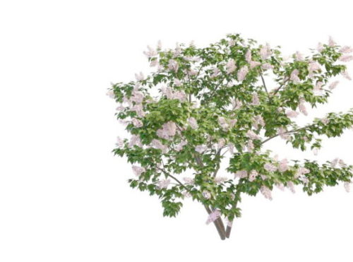 Pink Perfume Lilac Bushes Tree