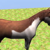 Pinto Horse Wild Animal Rigged
