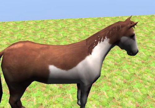 Pinto Horse Wild Animal Rigged