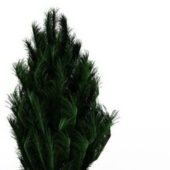 Green Pinus Patula Tree