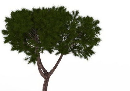 Pinyon Green Tree