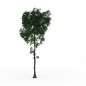 Pistachio Green Tree