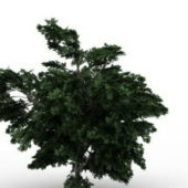 Platanus Green Tree