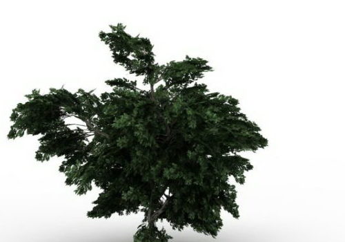 Platanus Green Tree