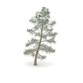 Nature Ponderosa Pine Tree
