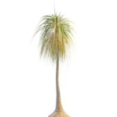 Ponytail High Palm Tree