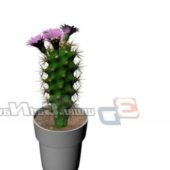 Indoor Potted Cactus Flower