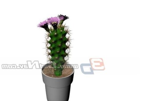 Indoor Potted Cactus Flower