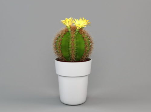 Indoor Potted Cactus Plant