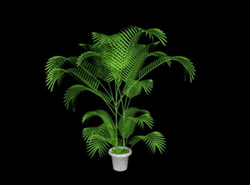Indoor Potted Palm Plants