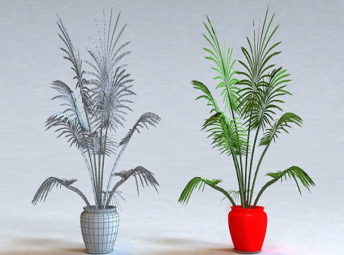 Potted Small Palm Tree