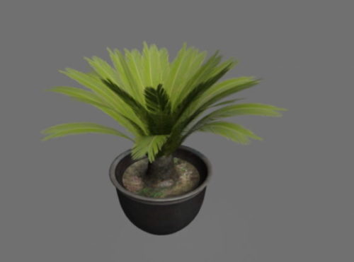 Potted Palm Plants
