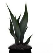 Green Potted Aloe Plant