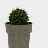 Indoor Potted Ball Cactus