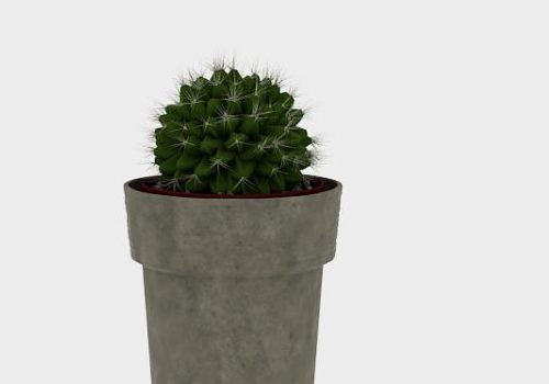 Indoor Potted Ball Cactus