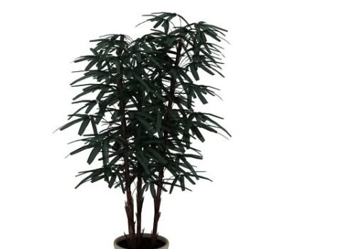 Indoor Potted Bamboo Plant