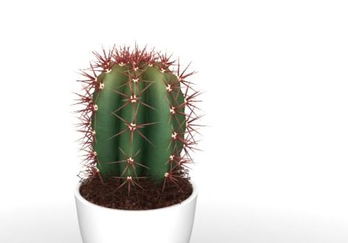 Indoor Potted Cactus