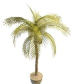 Nature Potted Coconut Tree