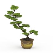 Garden Potted Cypress Tree