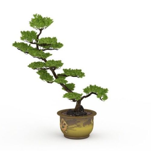 potted cypress