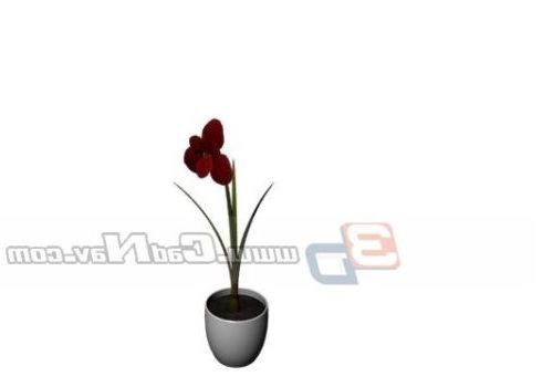 Indoor Potted Flower Miniascape