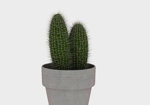 Indoor Potted Globe Cactus