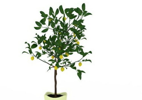 Green Potted Kumquat Plant