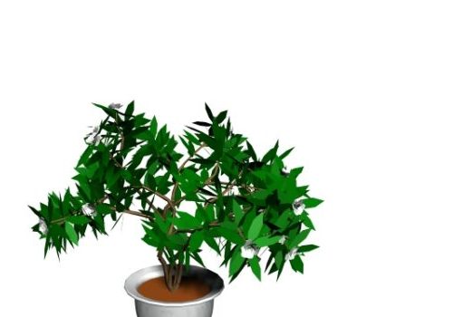 Indoor Potted Landscape Plant