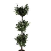 Green Potted Money Plant Tree