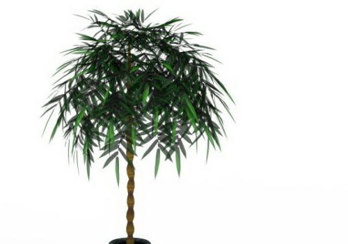 Potted Green Money Tree