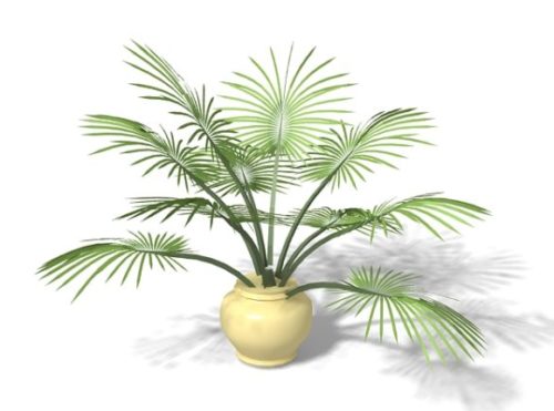 Indoor Potted Palm Plant