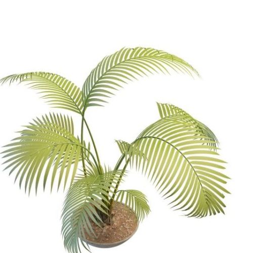 Potted Palm Green Tree Plants