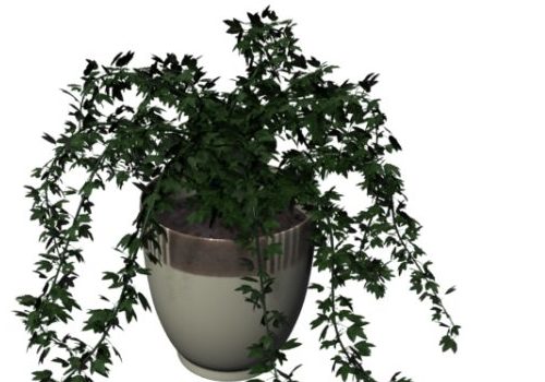 Indoor Potted Patio Plant