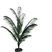 Garden Potted Plant Cycas