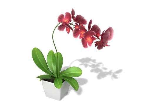 Indoor Potted Plant Red Flowers
