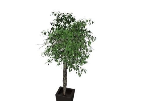 Nature Potted Tree With Black Pot
