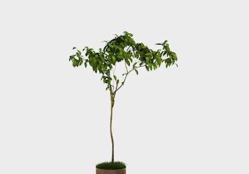 Indoor Potted Weeping Fig Tree