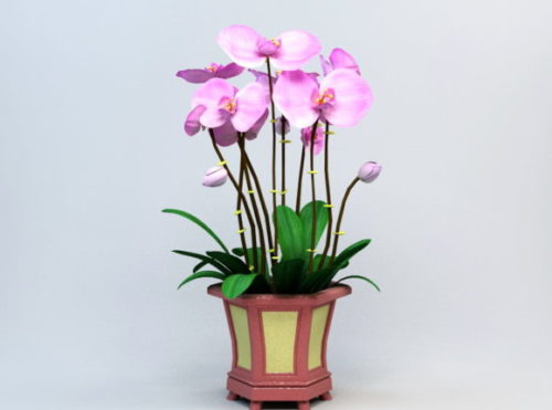 Potting Orchid Flower