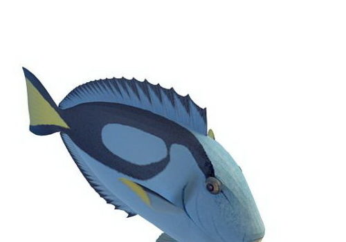 Powderblue Surgeonfish Sea Fish Animals