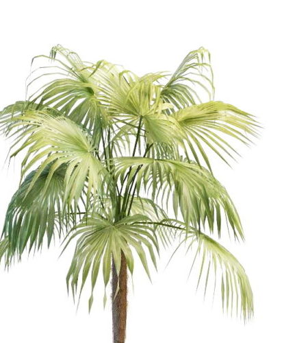 Pacific Fan Palm Tree