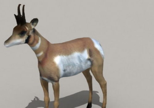 Pronghorn Antelope | Animals