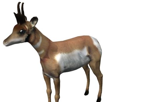 Pronghorn Low Poly Animal Animals