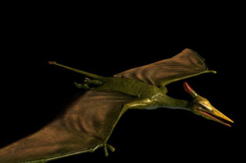 Pterosaur Flying Dinosaur Rigged | Animals