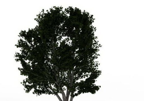 Puriri Green Tree