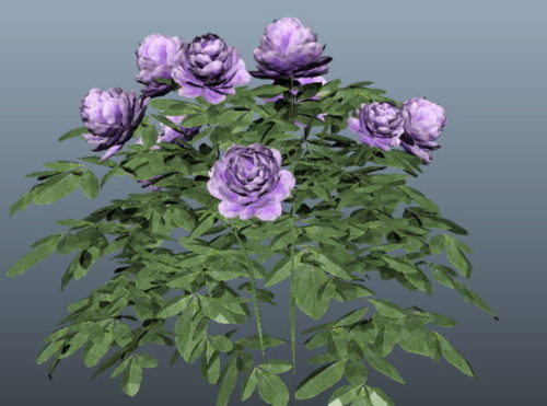 Purple Rose Plant