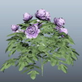 Nature Purple Peony Plant