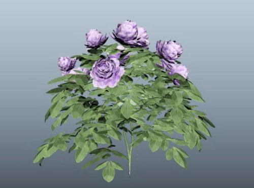 Nature Purple Peony Plant